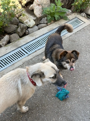 Donez catelusa metis - imagine 5