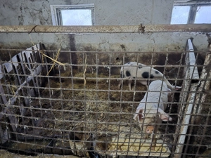 Vand porci 90 - 100  kg - imagine 2