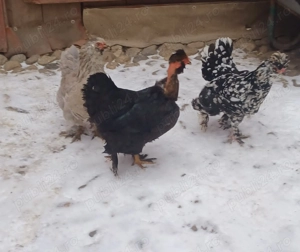 Găini de vânzare - imagine 3