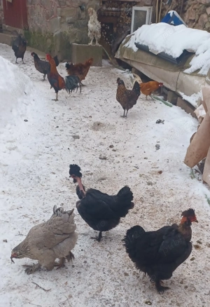 Găini de vânzare - imagine 5