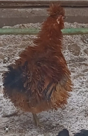 Găini de vânzare - imagine 2