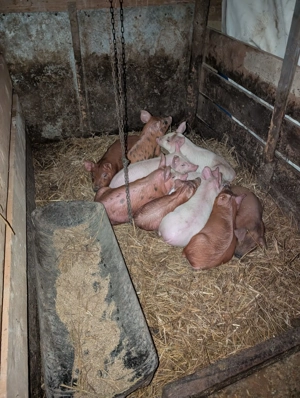 Purcei de vanzare duroc - imagine 2