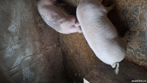 vând purcei  - imagine 2