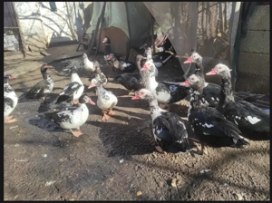 Vand rate mute tinere. - imagine 2