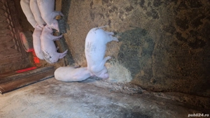 vând purcei  - imagine 4