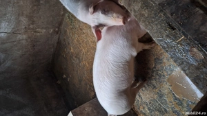 vând purcei  - imagine 3