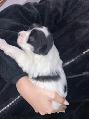 catelusi bichon maltez de vanzare  - imagine 2