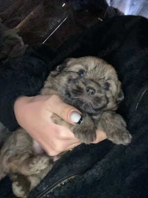 catelusi bichon maltez de vanzare 