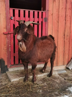 Țap Boer vârstă 4 ani - imagine 2