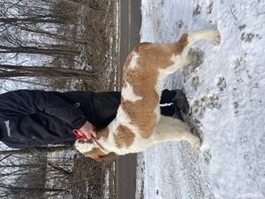 Femela Saint Bernard cu Pedigree FCI  - imagine 5