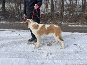 Femela Saint Bernard cu Pedigree FCI  - imagine 2