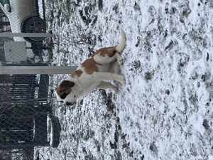 Femela Saint Bernard cu Pedigree FCI  - imagine 3