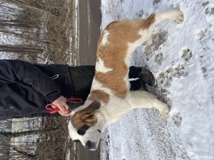 Femela Saint Bernard cu Pedigree FCI  - imagine 4
