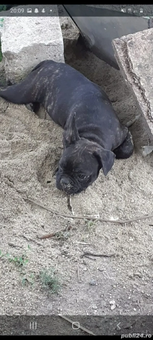 donez buldog francez  - imagine 4