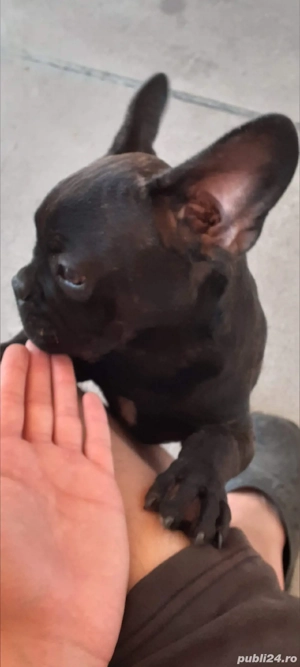 donez buldog francez  - imagine 2