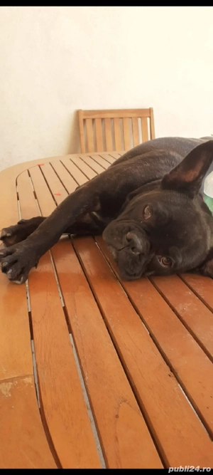 donez buldog francez 