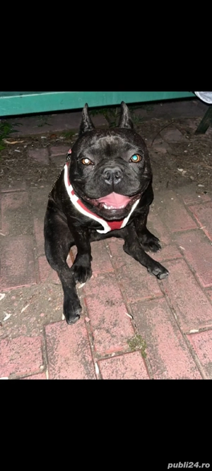 donez buldog francez  - imagine 3