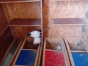 Vând porumbei  - imagine 3