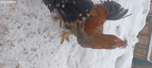 Cocoși de Vânzare  - imagine 2