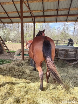 Iapa de vânzare  - imagine 2