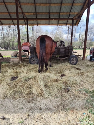 Iapa de vânzare  - imagine 3