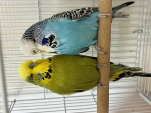 Perusi , caută altă casă . Pereche + două femele  - imagine 5