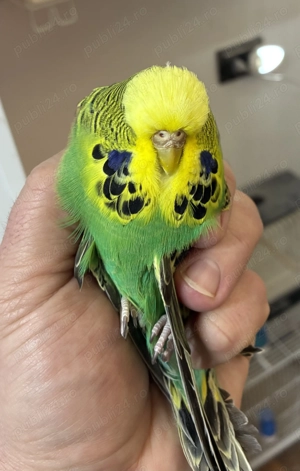 Perusi , caută altă casă . Pereche + două femele  - imagine 4