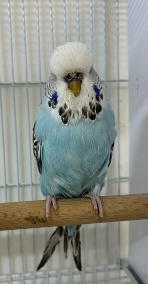 Perusi , caută altă casă . Pereche + două femele 