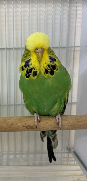 Perusi , caută altă casă . Pereche + două femele  - imagine 3