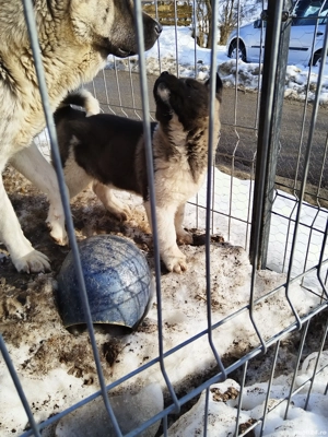 Akita american - imagine 4