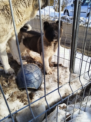 Akita american - imagine 5