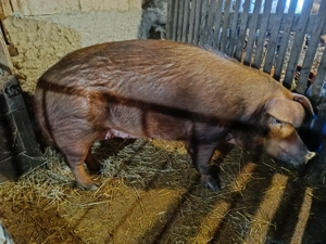 Vând scroafă duroc  - imagine 3