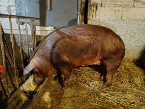 Vând scroafă duroc 