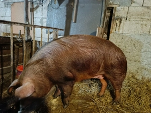 Vând scroafă duroc  - imagine 2