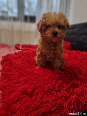 Fetita pudel mini toy - imagine 2