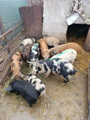 Purcei de crescut  - imagine 3