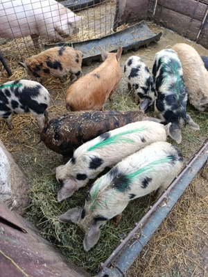 Purcei de crescut  - imagine 2