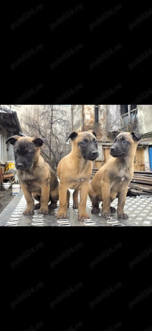 Belgian Malinois cauta noi stapani
