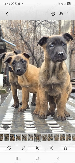 Belgian Malinois cauta noi stapani - imagine 4