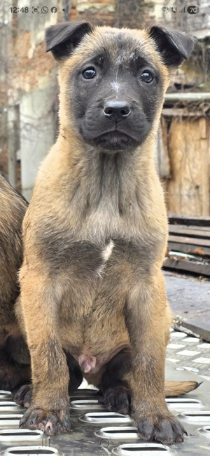 Belgian Malinois cauta noi stapani - imagine 5