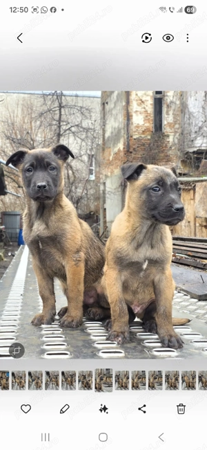 Belgian Malinois cauta noi stapani - imagine 2