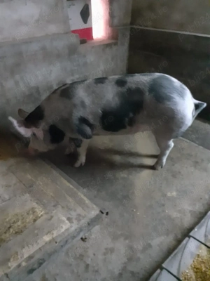 Porc de Carne - imagine 2