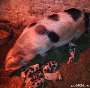 vând scroafă fătată 