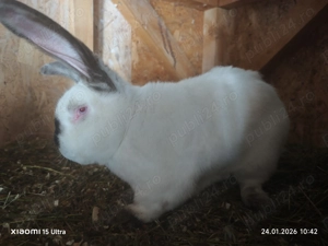 Pereche UT caută alta 