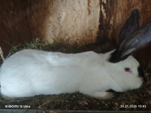 Pereche UT caută alta  - imagine 2