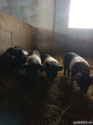 De vânzare purcei bazna! - imagine 4