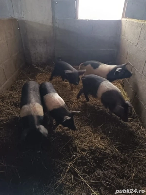 De vânzare purcei bazna! - imagine 5