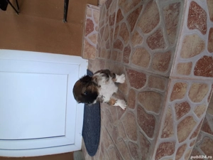 Pechinez imperial - imagine 3