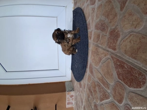 Pechinez imperial - imagine 2