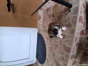 Pechinez imperial - imagine 5